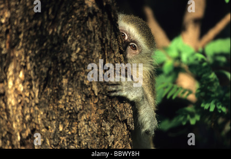 Vervet Affe (Chlorocebus) Stockfoto