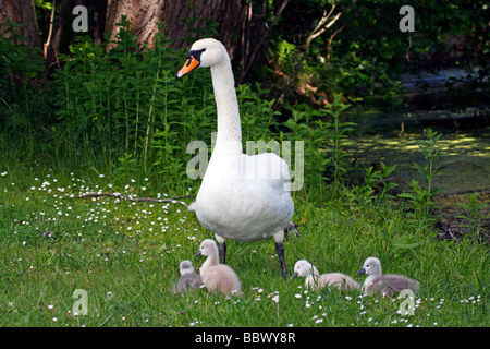 Mute Swan (Cygnus Olor) mit Küken Stockfoto