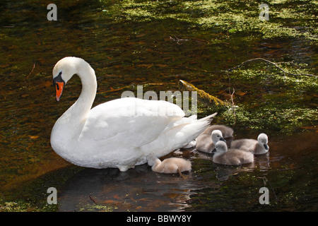 Mute Swan (Cygnus Olor) mit Küken Stockfoto