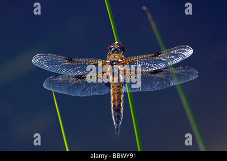 Vier-spotted Chaser oder Libellula, vier Spot (Libellula Quadrimaculata) Stockfoto