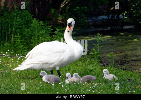 Mute Swan (Cygnus Olor) mit Küken Stockfoto