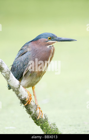 Grüne Heron - vertikal Stockfoto