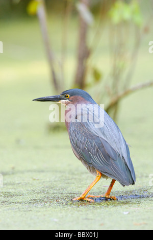 Grüne Heron - vertikal Stockfoto