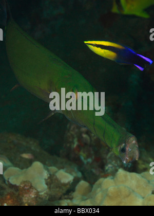 Ein Unterwasser Nahaufnahme Bild mit riesige Trompetenfische und einem bunten gelben und blauen Streifen sauberer Lippfische. Stockfoto