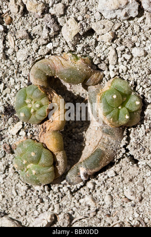 Peyote Pflanze Lophophora Williamsii nachwachsen 1 Jahr nach der Ernte Stockfoto