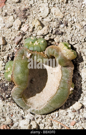 Peyote (Lophophora Williamsii) Pflanze nachwachsen 1 Jahr nach der Ernte Stockfoto