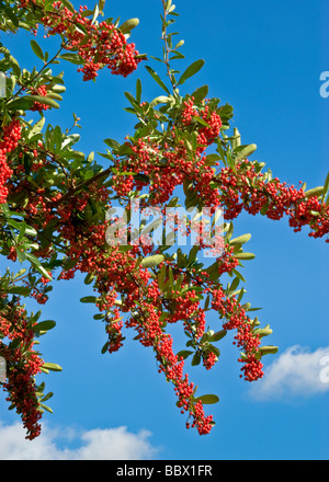 Roten Pyracantha Beeren vor blauem Himmel im Herbst, UK Stockfoto