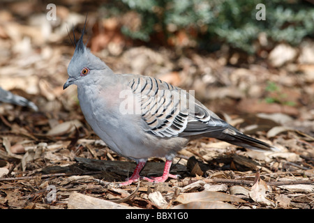 Crested Taube, Ocyphaps Lophotes ist eine stämmige Taube mit einer auffällig dünne schwarze Haube stammt es aus Australien Stockfoto