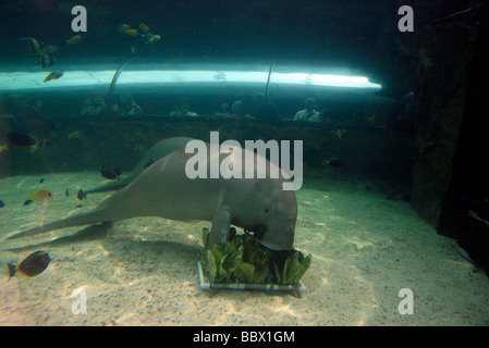 Paar gefangen Dugongs, Dugong Dugon sind in ihrer Anzeige Besucher schauen Cos Salat gefüttert. Stockfoto