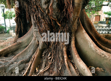 Stamm von einem Gummibaum Ficus Elastica in Sevilla Andalucia Spanien Stockfoto