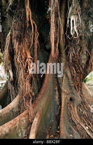 Stamm von einem Gummibaum Ficus Elastica in Sevilla Andalucia Spanien Stockfoto