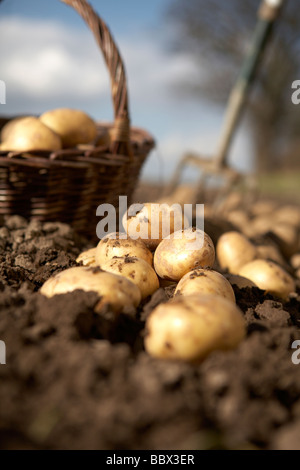 KORB MIT FRISCH GEGRABENE KARTOFFELN Stockfoto