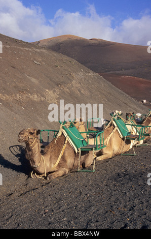 Reihe von Dromedaren ruhen Timanfaya Nationalpark Lanzarote Insel Kanaren Spanien Stockfoto