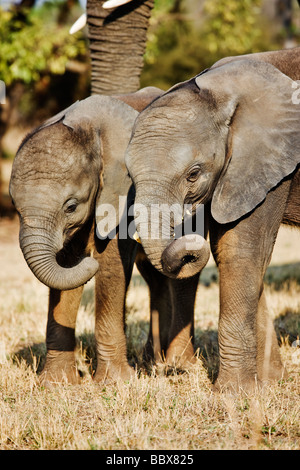 Afrikanischer Elefant Loxodonta Africana junge Kälber Interaktion Südafrika Dist Sub-Sahara-Afrika Stockfoto