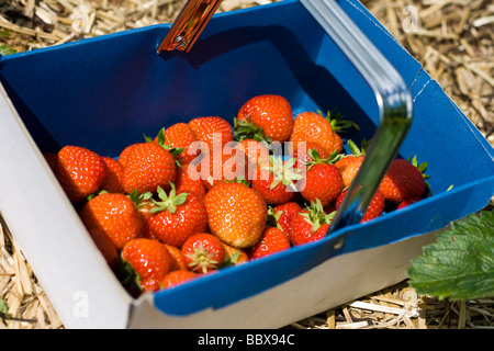 Ein Körbchen Erdbeeren frisch vom Feld gepflückt Stockfoto