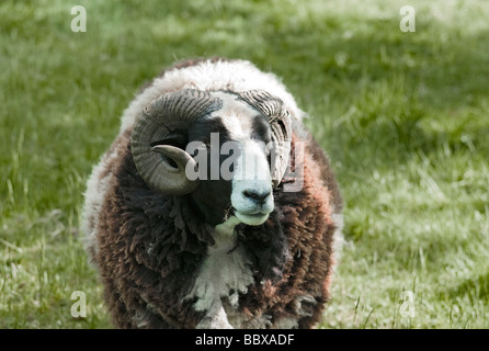 Jakobs-Schaf-Vorderansicht Stockfoto