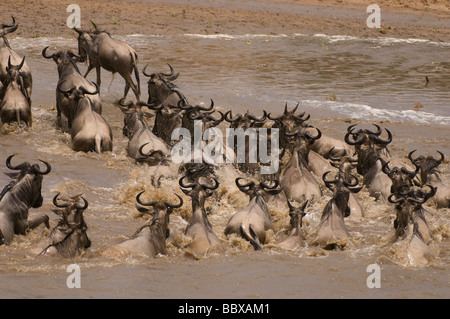 Wildebeeste zur Migration, die versuchen, über den Mara River Serengeti Nordtansania Stockfoto