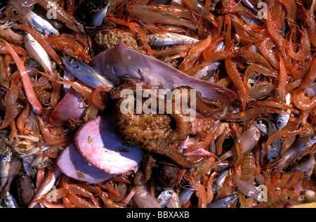 Schleppnetzfischerei ist die verschwenderischste Fangmethode der Welt. Durch Fang geht Verhältnis bis zu 1:9-Format Stockfoto