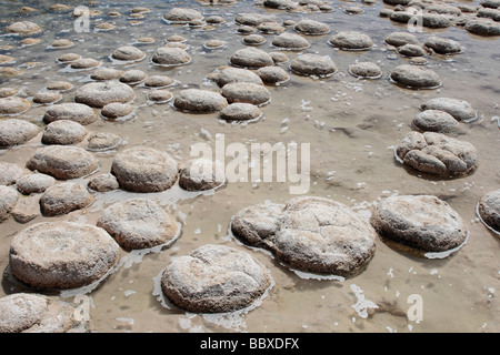 Thrombolites am Rande des Lake Clifton in der Nähe von Perth in Western Australia Stockfoto