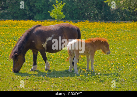 Fohlen ein paar Wochen alt mit ihrer Mutter glücklich im Frühling Stockfoto