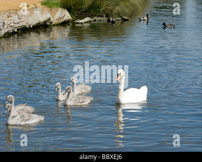 Familie von Schwänen in Bushy Park, London, UK Stockfoto