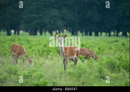 Junges Reh in Bushy Park, Surrey, UK Stockfoto