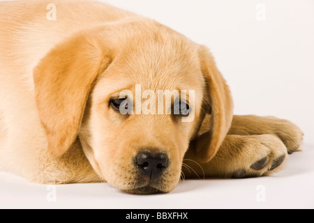 Golden Labrador Retriever Welpe Canis Familiaris Nahaufnahme Portrait von Labrador beliebte Arbeitshunde Stockfoto