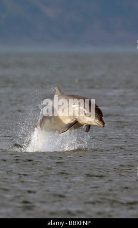 springenden Flasche Nase Delphin Tursiops Truncatus Chanonry Point Moray Firth Schottland Stockfoto