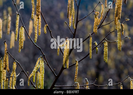 Gemeinsame Hasel (Corylus Avellana) Blüten mit Kätzchen Stockfoto