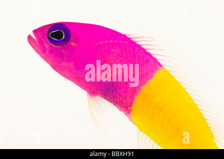 Dottyback Pseudochromis Paccagnellae Tropical marine Riff-Fische Stockfoto