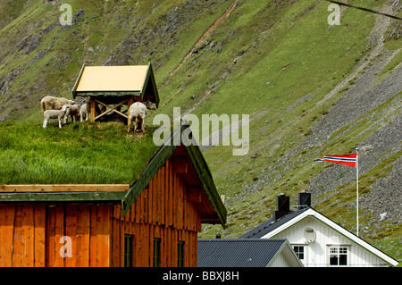 Schafe auf dem Dach Lofoten Inseln Norwegens. Stockfoto
