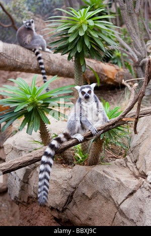 Ring-Tailed Lemur im Bronx Zoo in New York City Stockfoto