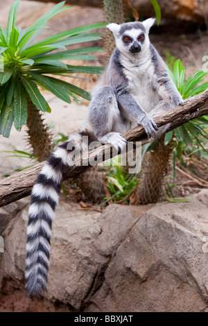 Ring-Tailed Lemur im Bronx Zoo in New York City Stockfoto