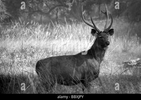 Hirsch, Barasingha aka Swamp Deer, Cervus duvauceli, Bandhavargh Nationalpark, Indien Stockfoto