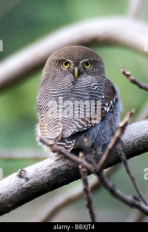 Dschungel owlet, oder gesperrt Dschungel owlet, Glaucidium radiatum, Bandhavargh Nationalpark, Indien Stockfoto