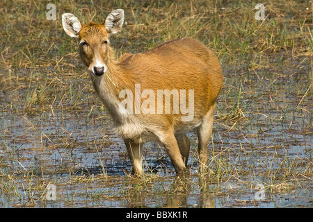 Weibliche Barasingha aka Swamp Deer, Cervus duvauceli, Kanha Tiger Reserve, aka Kanha Nationalpark, Indien Stockfoto