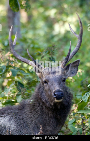 Hirsch, Barasingha Swamp Deer, Cervus duvauceli, Kanha Tiger Reserve aka Kanha Nationalpark, Indien Stockfoto