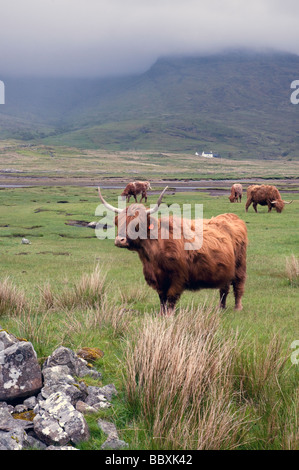 Hochlandrinder Weiden rauhe Weide mit nebligen Berge im Hintergrund auf der Isle of mull, Schottland Stockfoto