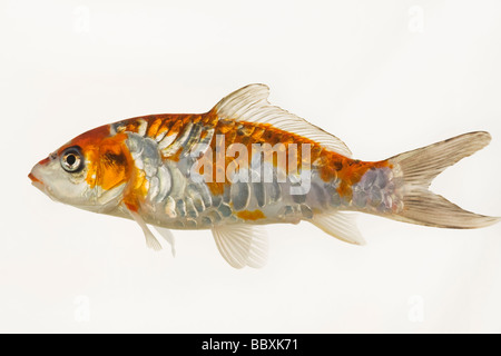 Koi Fische domestizierte Vielzahl von Karpfen Cyprinus Carpio gezüchtet in verschiedenen Farbmustern vor weißem Hintergrund Stockfoto