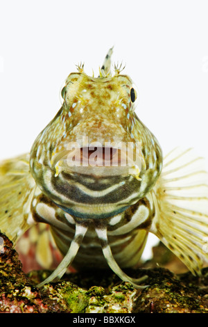 Rock Blenny Salarias Fasciatus auch bekannt als Rasenmäher Blenny Jeweled Rockskipper und Jeweled Blenny Tropical marine Riff-Fische Stockfoto