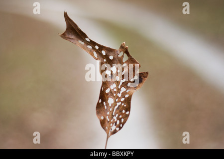 Wurm gefressen tot Eichenblatt im Winter gegen ländlichen Weg, North Florida Stockfoto