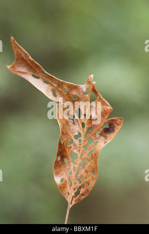 einziger Wurm gefressen tot Eichenblatt Winter North Florida Stockfoto