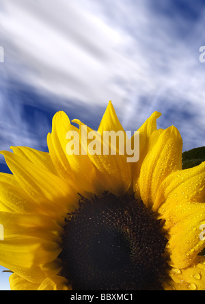 Sonnenblume gegen blauen Himmel Sommer Stockfoto