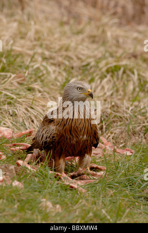 Rote Drachen Milvus Milvus in für Futterstation fotografiert in Wales Stockfoto