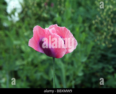 Ein violett und lila Mohn Anemone. Stockfoto