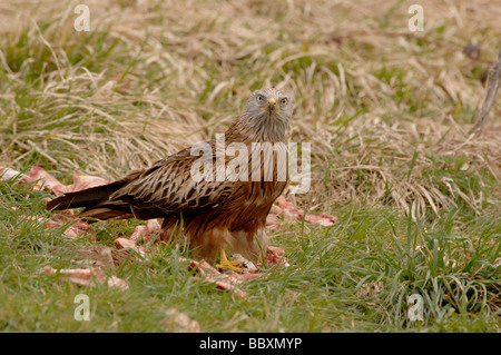 Rote Drachen Milvus Milvus in der Futterstation fotografiert in Wales Stockfoto