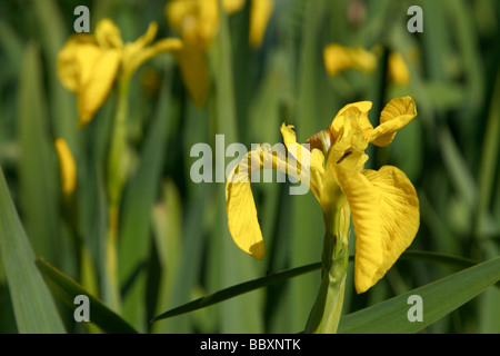 Gelbe Flagge Iris Pseudacorus blass gelbe Iris Wasser Flagge iridaceae Stockfoto