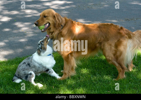 Golden Retriever und Sheltie Welpe auf dem Rasen spielen. Stockfoto