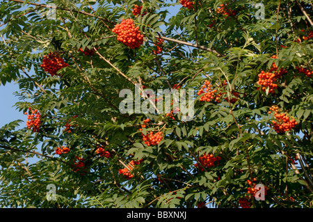 Rowan Sorbus Aucuparia In Beere fotografiert in UK Stockfoto