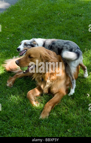 Golden Retriever und Sheltie Welpe auf dem Rasen spielen. Stockfoto